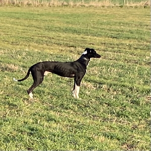 adoptable Dog in Wakefield, England named Toby