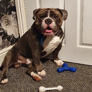 adoptable Dog in Derby, England named Odin