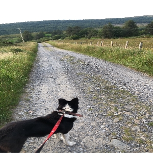 adoptable Dog in Derry, Northern Ireland named Kim