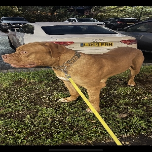 adoptable Dog in London, England named Hooch