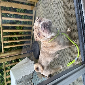 adoptable Dog in Stoke-on-Trent, England named Maddox