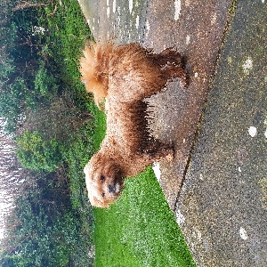 adoptable Dog in Exeter, England named Kenzo