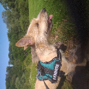 adoptable Dog in Glasgow, Scotland named Lennox