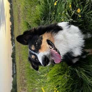 adoptable Dog in Stoke-on-Trent, England named Dexter