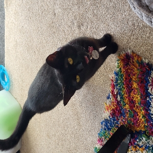 adoptable Cat in Bristol, England named Luna