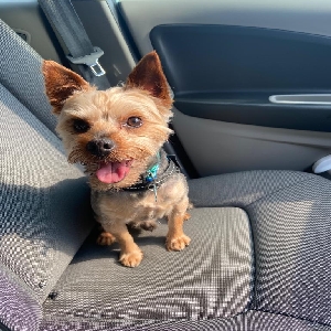 adoptable Dog in Derby, England named Alfie