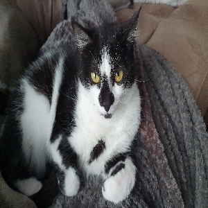 adoptable Cat in Manchester, England named Oreo