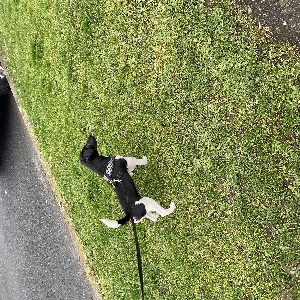 adoptable Dog in Preston, England named Loki