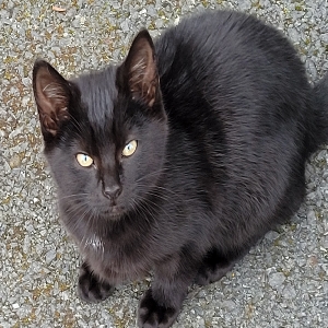 adoptable Cat in , northern ireland named Flopsy