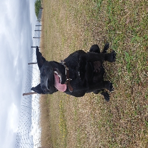 adoptable Dog in Exeter, England named OBI