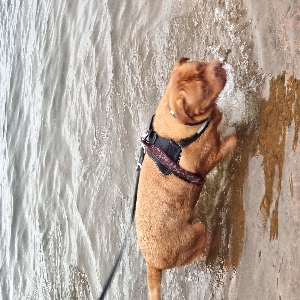 adoptable Dog in Birmingham, England named Harvey