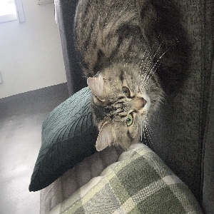 adoptable Cat in Dundee, Scotland named Bailey