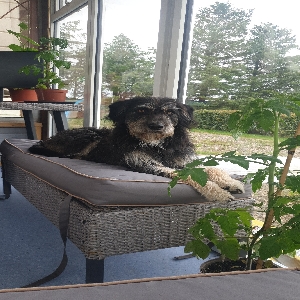 adoptable Dog in Armagh, Northern Ireland named Bouncer