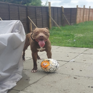 adoptable Dog in Kingston Upon Hull, England named Shankly