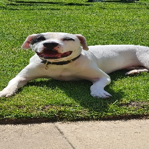 adoptable Dog in Sunderland, England named Gizmo