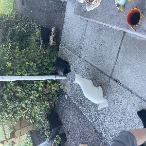 adoptable Cat in , northern ireland named Cat is a wee white stray