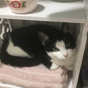 adoptable Cat in Leicester, England named Luna