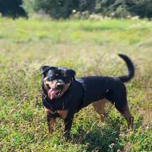 adoptable Dog in Glasgow, Scotland named Bella