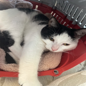 adoptable Cat in Aberdeen, Scotland named Mochi