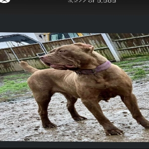 adoptable Dog in Sunderland, England named Foosa