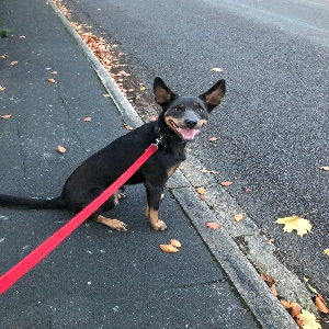 adoptable Dog in Winchester, England named Wilfred