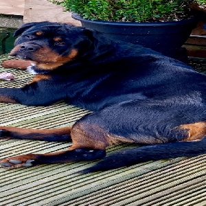 adoptable Dog in Manchester, England named Reggie