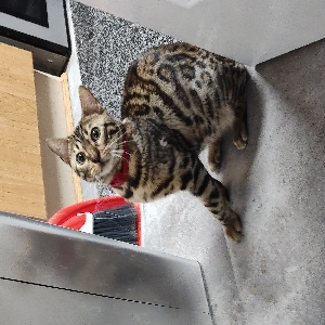 adoptable Cat in Glasgow, Scotland named Busta