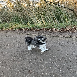 adoptable Dog in Birmingham, England named Sonny