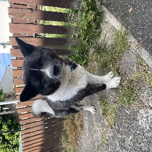 adoptable Dog in Durham, England named Lola