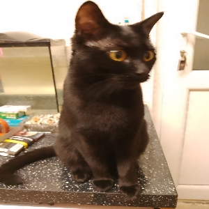 adoptable Cat in Norwich, England named dolly