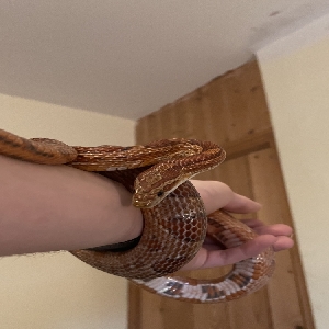 adoptable Reptile in Newcastle upon Tyne, England named Juno