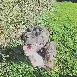 adoptable Dog in Birmingham, England named Roxi