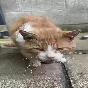 adoptable Cat in Bradford, England named Unknown