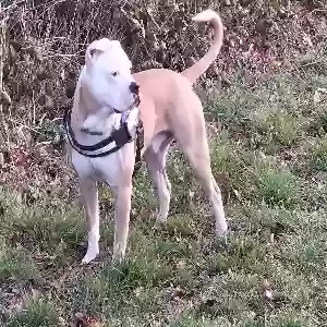 adoptable Dog in Chester, England named Dave