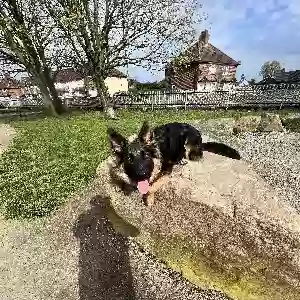 adoptable Dog in Kingston upon Hull, England named Bear