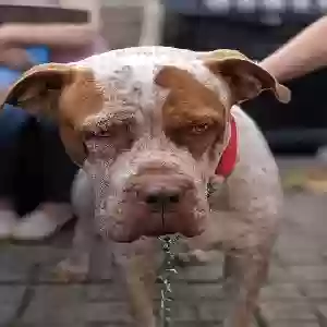 adoptable Dog in Canterbury, England named Teddy