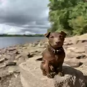 adoptable Dog in Liverpool, England named Reggie