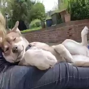 adoptable Dog in Lincoln, England named Brownie