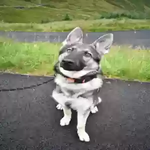 adoptable Dog in Glasgow, Scotland named Duke