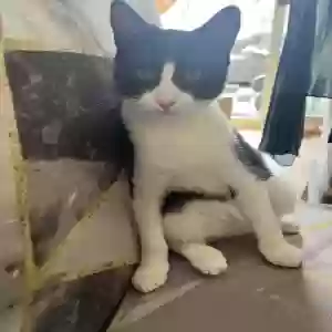 adoptable Cat in Stoke-on-Trent, England named Oreo