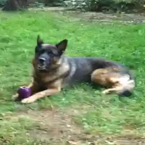 adoptable Dog in London, England named Hugo