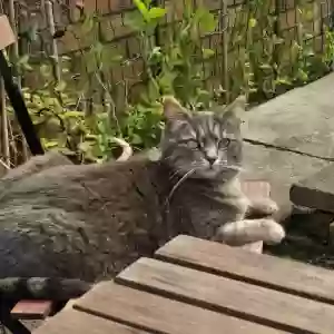 adoptable Cat in Lincoln, England named Gray cat