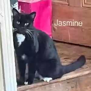 adoptable Cat in Derby, England named Jasmine