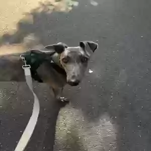 adoptable Dog in London, England named Ed