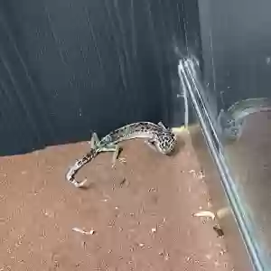 adoptable Reptile in Sunderland, England named Unknown