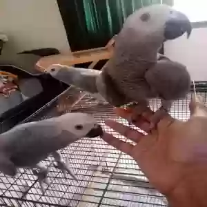 adoptable Bird in Gloucester, England named Loris