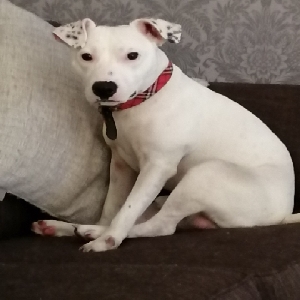 adoptable Dog in Newcastle upon Tyne, England named Max