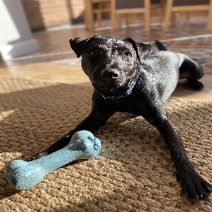 adoptable Dog in Preston, England named Barney