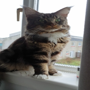 adoptable Cat in Stirling, Scotland named Gizmo