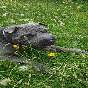 adoptable Dog in Birmingham, England named Blue